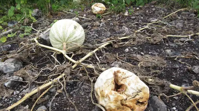 El uso indiscriminado de agroquímicos esparcidos vía aérea afecta el dulce, el agua, el suelo y la vegetación cercanos de la reserva de la biosfera de Ría Lagartos