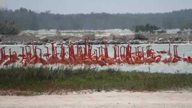 Las Coloradas se crea en el siglo XX durante la década de los 40 en Yucatán