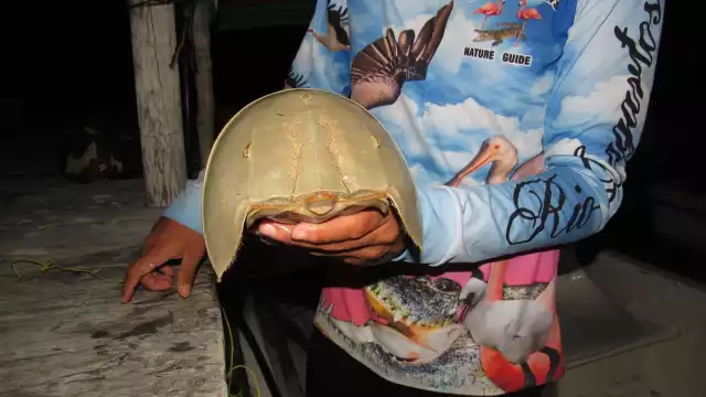 Trabajadores del rubro señalan que protegen el medio ambiente, ya que de ello depende la economía de las familias locales