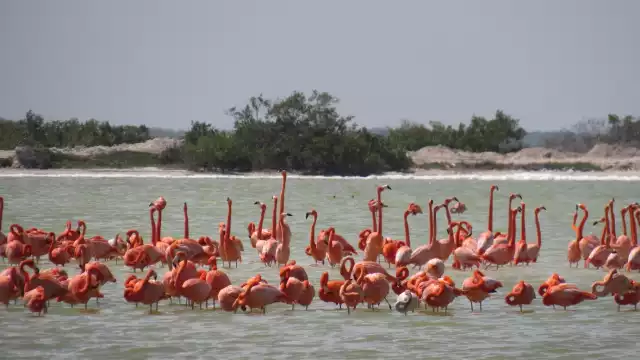 Los turistas que visiten Río Lagartos podrán disfrutar de paseos en kayak y lancha