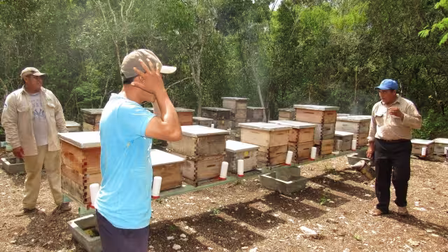 En lo que va del año se ha perdido al menos medio millar de colmenas en 6 comisarías del Oriente de Yucatán