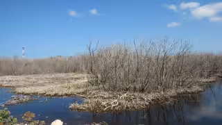 Disminuye la flora y fauna del Litoral Oriente de Yucatán por la sobreexplotación, caza ilegal y contaminación