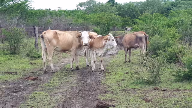 Detectan gusano barrenador incluso en carne de monte en Hopelchén