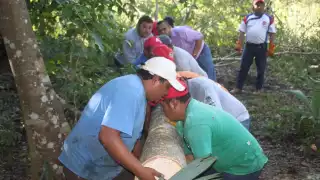 El  ceibo se cortará a 15 kilómetros de la cabecera municipal