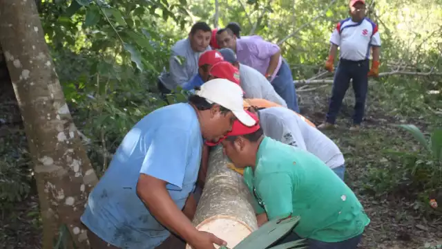 El  ceibo se cortará a 15 kilómetros de la cabecera municipal