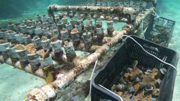 Los fragmentos sanos de coral fueron colocados en las zonas en las que el síndrome blanco afecto al Arrecife Ixlaché en Isla Mujeres Los fragmentos sanos de coral fueron colocados en las zonas en las que el síndrome blanco afecto al Arrecife Ixlaché en Isla Mujeres