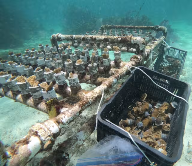 Los fragmentos sanos de coral fueron colocados en las zonas en las que el síndrome blanco afecto al Arrecife Ixlaché en Isla Mujeres