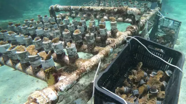 Los fragmentos sanos de coral fueron colocados en las zonas en las que el síndrome blanco afecto al Arrecife Ixlaché en Isla Mujeres