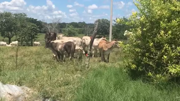 Se dio a conocer que la Zona Sur de Quintana Roo no contaba con ayuda gubernamental desde hace varios sexenios. Se dio a conocer que la Zona Sur de Quintana Roo no contaba con ayuda gubernamental desde hace varios sexenios.