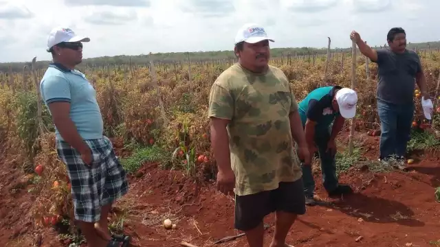Seis hectáreas de chile habanero de Hopelchén fueron reportadas como pérdida por la falta agua