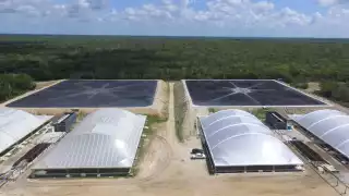 El año con más denuncias sobre las granjas porcícolas fue en 2017