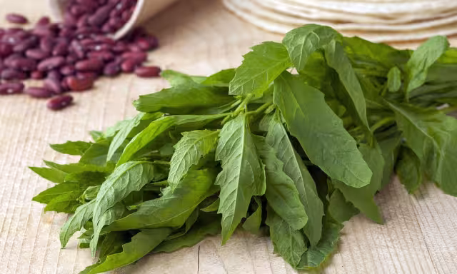 El epazote es un elemento fundamental en la gastronomía nacional