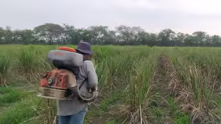 ¿Por qué no han pagado el apoyo al maíz en Campeche? Sader revela las razones
