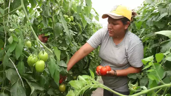 El sector económico donde más mujeres se encuentran empleadas es servicios sociales y comunales con 11,982 empleos El sector económico donde más mujeres se encuentran empleadas es servicios sociales y comunales con 11,982 empleos