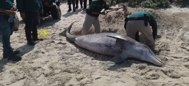 El ejemplar fue hallado en el puerto de Chelem