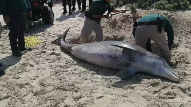 El ejemplar fue hallado en el puerto de Chelem