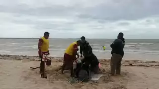 Un delfín encalló en las playas de Progreso la tarde de este jueves