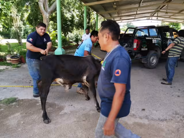 El toro causó susto en la población de Oxkutzcab