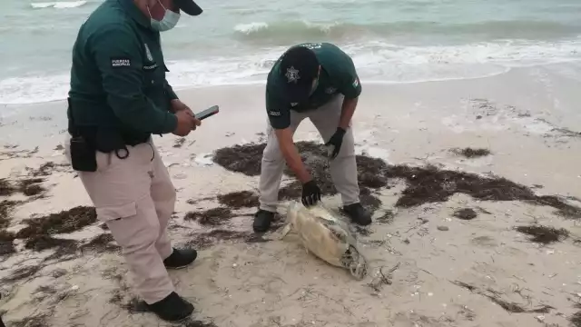 Se determinó que el ejemplar era una hembra juvenil de aproximadamente 20 kilos