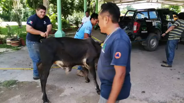 El toro causó susto en la población de Oxkutzcab