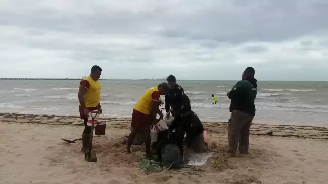 Un delfín encalló en las playas de Progreso la tarde de este jueves