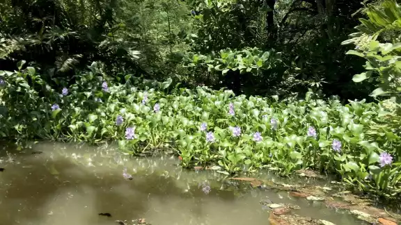 Desde 1999 La Laguna Manatí en Cancún fue nombrada Reserva Estatal y zona de conservación de especies Desde 1999 La Laguna Manatí en Cancún fue nombrada Reserva Estatal y zona de conservación de especies