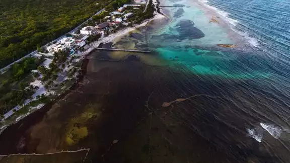 Los restauranteros y prestadores de servicios en Mahahual son quienes realizan la limpeza del sargazo en el destino turístico, pues no existe un plan del Ayuntamiento de Chetumal para este rubro Los restauranteros y prestadores de servicios en Mahahual son quienes realizan la limpeza del sargazo en el destino turístico, pues no existe un plan del Ayuntamiento de Chetumal para este rubro