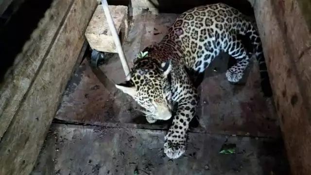 Tras su rescate y recuperación, el jaguar fue liberado en su hábitat