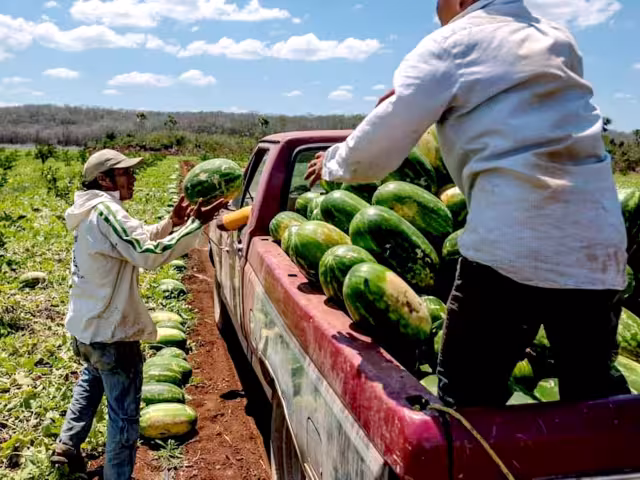 Los campesinos que empezaron a trabajar la fruta fueron los del ejido Adolfo López Mateos.