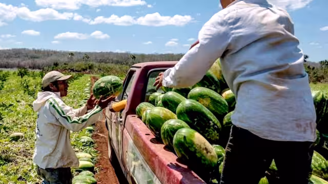 Los campesinos que empezaron a trabajar la fruta fueron los del ejido Adolfo López Mateos.