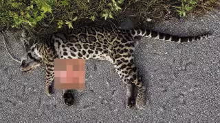 Muere atropellado un ocelote en la carretera Conkal-Chicxulub Puerto