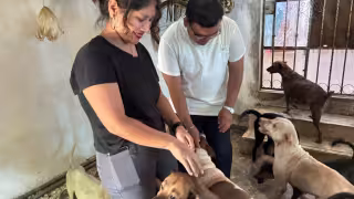 Reconocen labor de refugio que protege a 106 perros en Valladolid