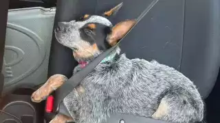 Juez libera al hombre acusado de agredir a la perrita “Sicilia” en Mérida tras su detención en Campeche