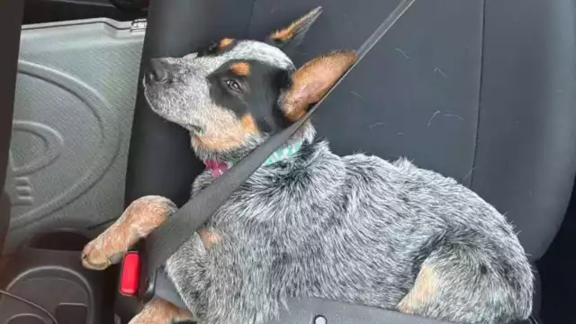 El acusado fue puesto en libertad tras una orden judicial