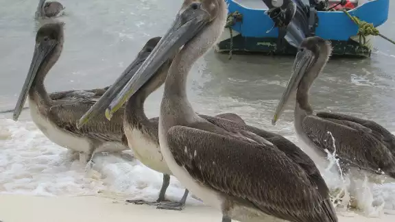 Los Pelícanos Pardos del Caribe, como se le conoce a la subespecie, habitan entre Estados Unidos y Brasil Los Pelícanos Pardos del Caribe, como se le conoce a la subespecie, habitan entre Estados Unidos y Brasil