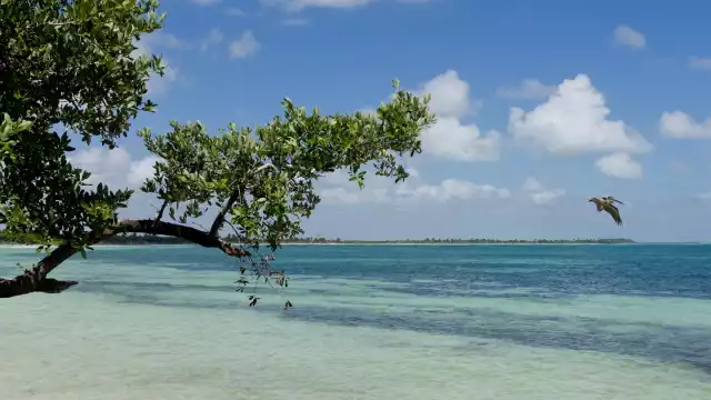 Quintana Roo también tiene sus espacios de conservación animal y de vegetación.