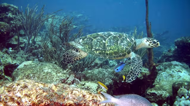 La Tortuga Carey tiene una coraza de cinco placas centrales y cuatro pares a los lados, que le da en los bordes una apariencia aserrada