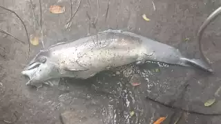 Hallan otro delfín muerto en Chetumal; esta vez en la bahía de Calderitas 