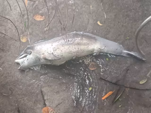 Se presume que la causa se trate fenómeno al interior de la bahía