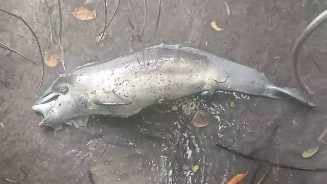 Se presume que la causa se trate fenómeno al interior de la bahía