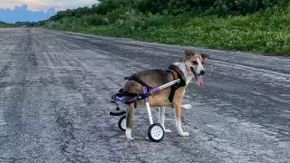 La mascota actualmente está recuperándose de su cirugía