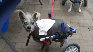 Él es Scooter, coronado como el perro más feo del mundo en Estados Unidos