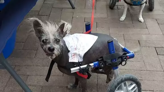 Scooter y su dueña se llevaron un premio de 1500 dólares