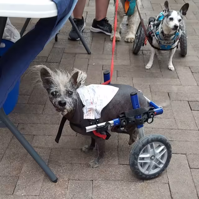 Scooter y su dueña se llevaron un premio de 1500 dólares