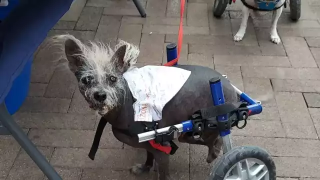 Scooter y su dueña se llevaron un premio de 1500 dólares