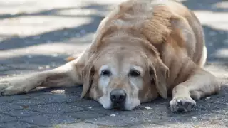 ¿Cómo proteger a tus mascotas de un golpe de calor?