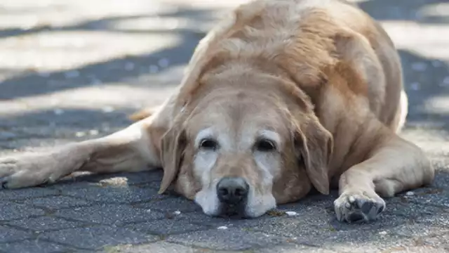 ¿Cómo proteger a tus mascotas de un golpe de calor?