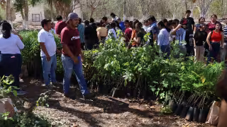 Fortalecen la restauración ambiental en Yucatán con el aumento a la producción de especies forestales nativas