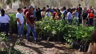 La Secretaría de Desarrollo Sustentable busca aumentar la producción de especies forestales nativas