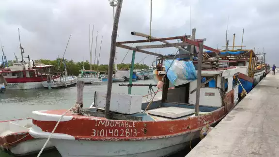 El precio del mero no ha bajado drásticamente, el producto está disponible: informa Canainpesca El precio del mero no ha bajado drásticamente, el producto está disponible: informa Canainpesca
